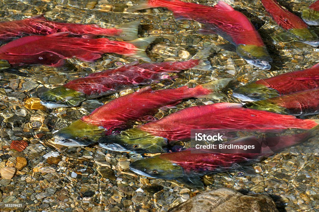 Salmão vermelho nadar montante - Royalty-free Salmão vermelho Foto de stock