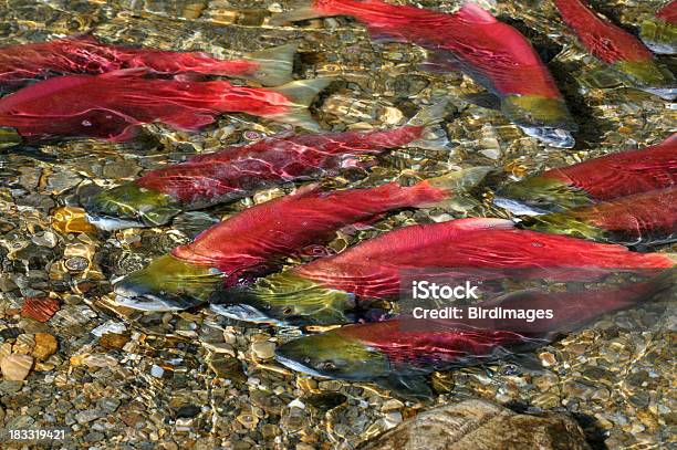 Salmão Vermelho Nadar Montante - Fotografias de stock e mais imagens de Salmão vermelho - Salmão vermelho, Animal, Canadá