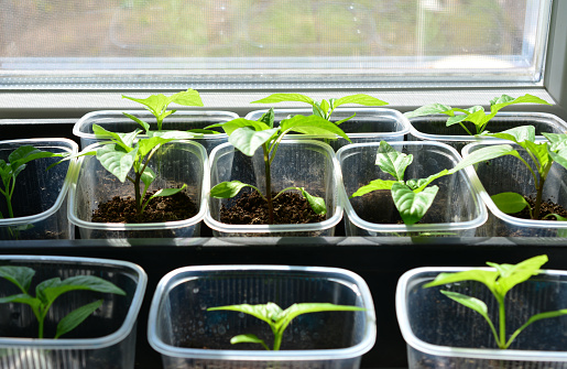 sweet pepper seedlings on the window sill close up