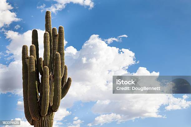 Cactus Saguaro E Panorama Di Nuvole Sfondo Orizzontale - Fotografie stock e altre immagini di Arizona