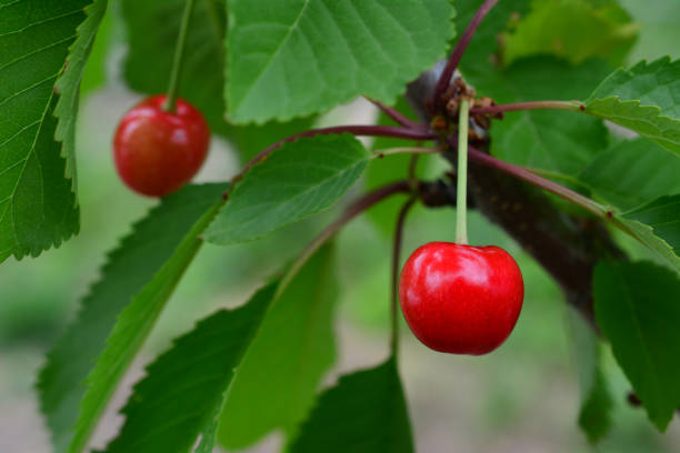 istock red cherry berry hanging on the branch close up copy space 1833195644