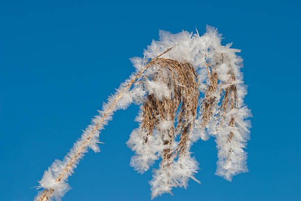 istock Reed covered with hoar frost crystals 183319633