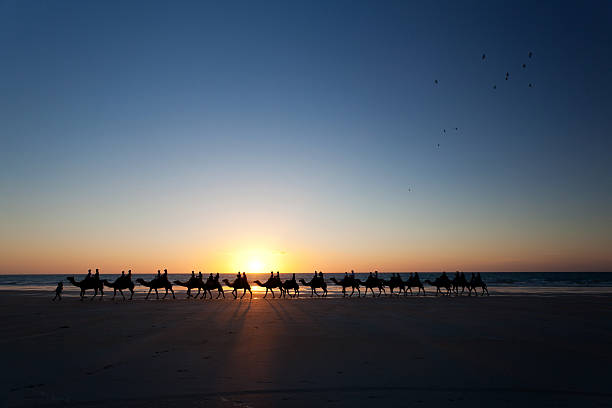 cable beach, passeio de camelo ao pôr do sol - broome - fotografias e filmes do acervo