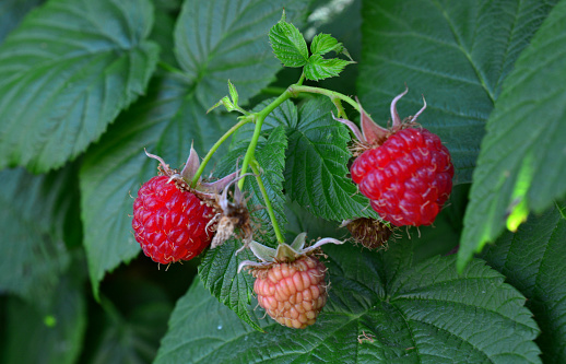ripe raspberries hanging on the bush with green leaves on background