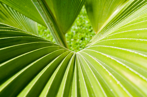 Abstract Close Up Of A Palm Leaf