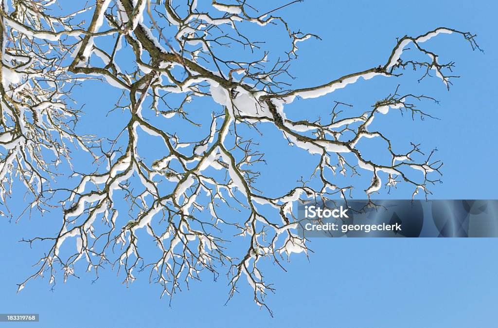 Winter Baum Zweige - Lizenzfrei Abstrakt Stock-Foto