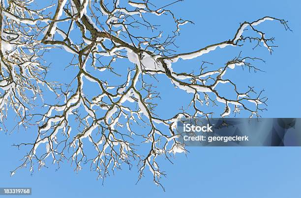 Winter Baum Zweige Stockfoto und mehr Bilder von Abstrakt - Abstrakt, Alt, Alterungsprozess