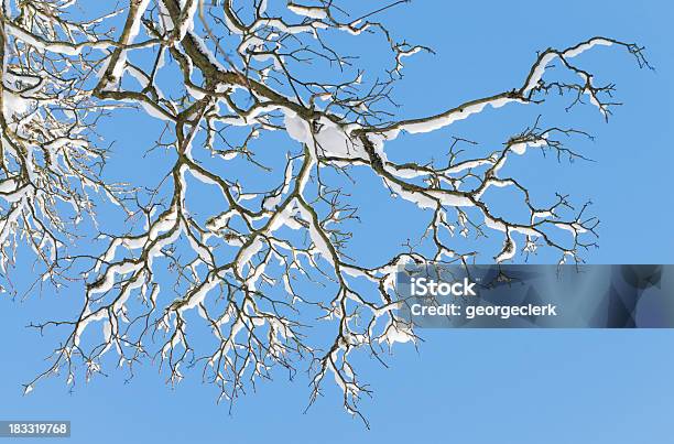 Árvore De Inverno Ramos - Fotografias de stock e mais imagens de Abstrato - Abstrato, Antigo, Assustador