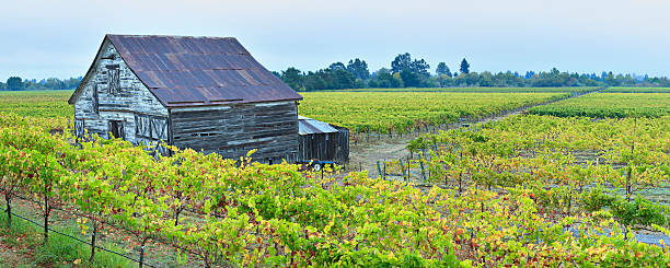 paisaje de viñedos panorámica - california napa valley vineyard farmhouse fotografías e imágenes de stock