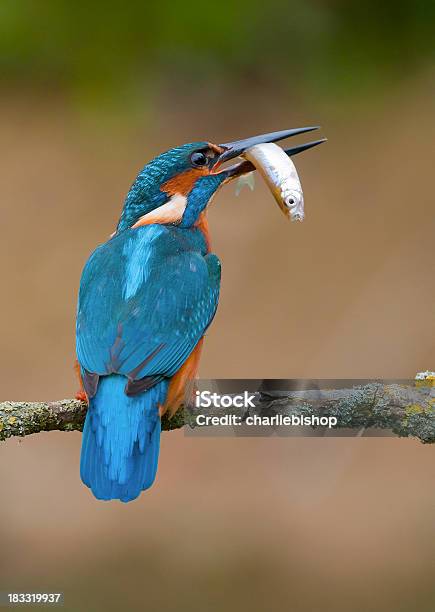 A Male Kingfisher Perching Also Known As An Alcedo Atthis Stock Photo - Download Image Now