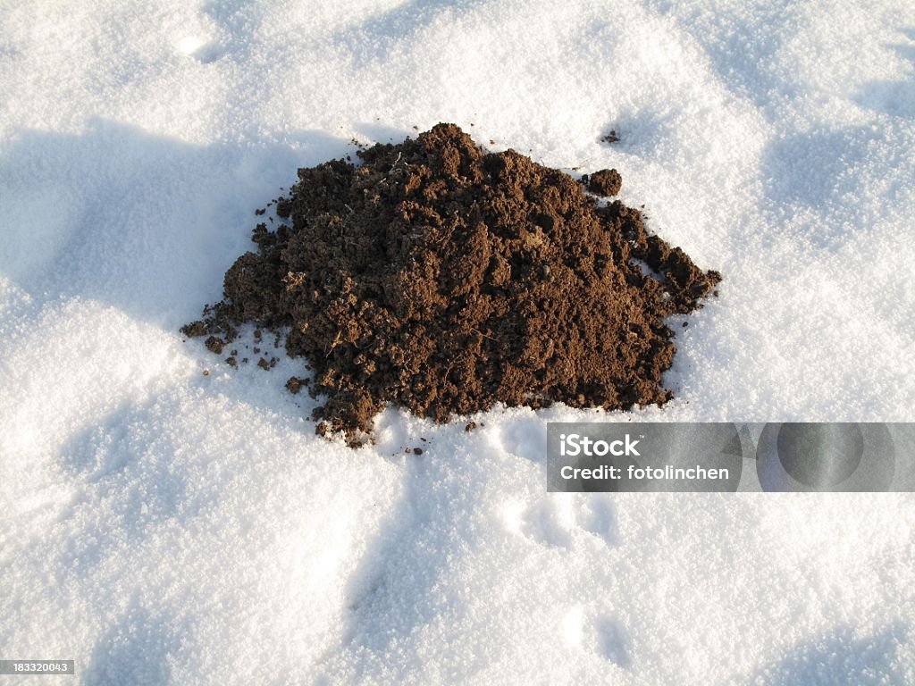 Molehill im winter - Lizenzfrei Anhöhe Stock-Foto