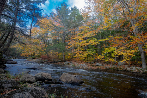 Fall colors have arrived along the North Branch River  near Hillsboro, New Hampshire