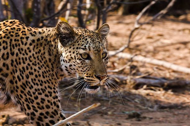 Leopard lying in relaxed state. No people