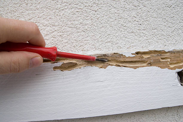 termit uszkodzeń - termite wood damaged rotting zdjęcia i obrazy z banku zdjęć