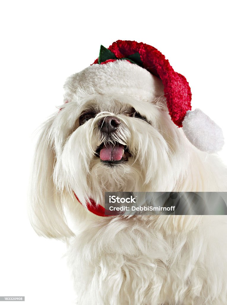 Happy Christmas Dog Isolated Happy Christmas dog with Santa Hat Isolated on white. Animal Stock Photo