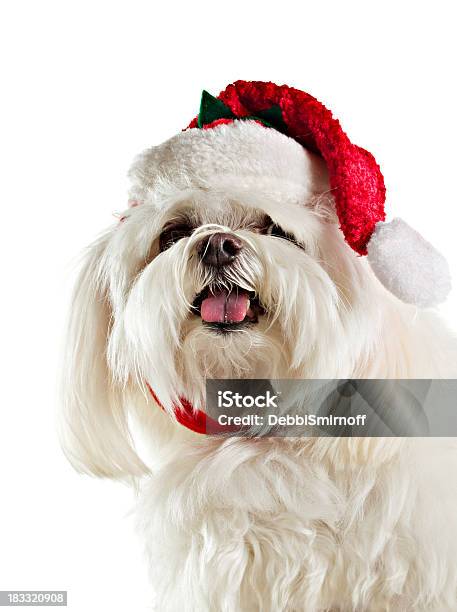 Happy Christmas Dog Isolated Stock Photo - Download Image Now - Animal, Animal Mouth, Animal Tongue