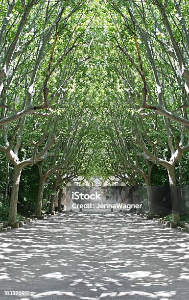 Linia Drzew Żwir Ścieżki - zdjęcia stockowe i więcej obrazów Arteria - Arteria, Baldachim drzew, Bez ludzi