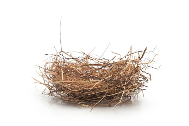 Small Empty Bird Nest Isolated on White "Small nest about 3 inches in diameter, side view. Nest is made of grasses, twigs, and rootlets." birds nest photos stock pictures, royalty-free photos & images