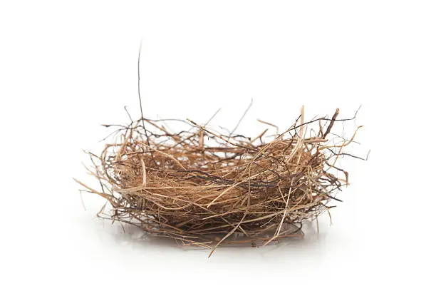 "Small nest about 3 inches in diameter, side view. Nest is made of grasses, twigs, and rootlets."