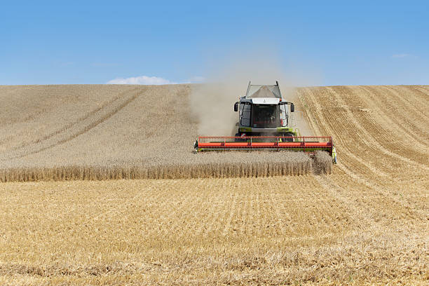 istock Combine harvester working on a wheat field 183321205