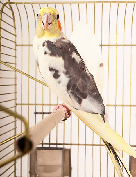 istock Cockatiel in the cage 183321258