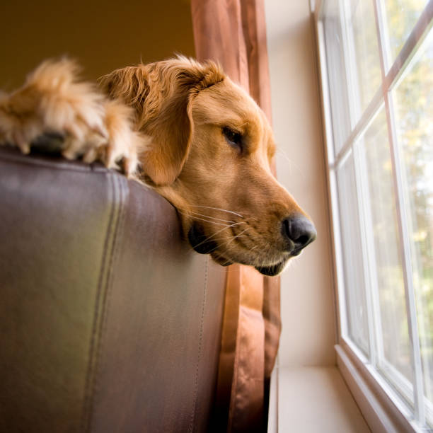 istock Golden Retriever Looking Out A Window 183321596