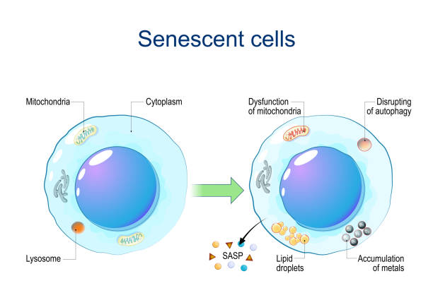 Senescent cells. Cellular senescence Senescent cells. Cellular senescence from Dysfunction of mitochondria, accumulation of metals, Disrupting of autophagy, Lipid droplets to release of Senescence-associated secretory phenotype SASP and chronic inflammation. DNA damage response. Aging cells. Vector diagram phagocytosis diagram stock illustrations