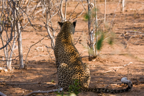 Leopard in Amboseli National Park