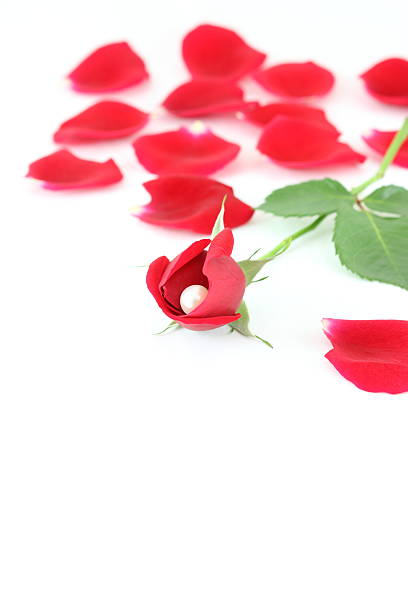 rote rose - cluster verlobungsringe stock-fotos und bilder