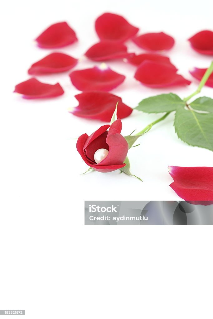 Czerwona róża - Zbiór zdjęć royalty-free (Eksplodować)