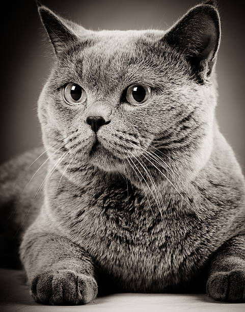 istock Cute British shorthair cat 183321885