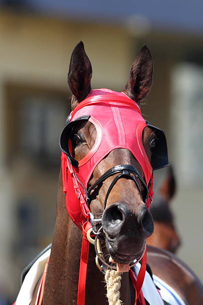 istock Horse head with Red Blinders 183322175