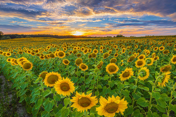 istock rows of sunflowers at sunset 1833222124
