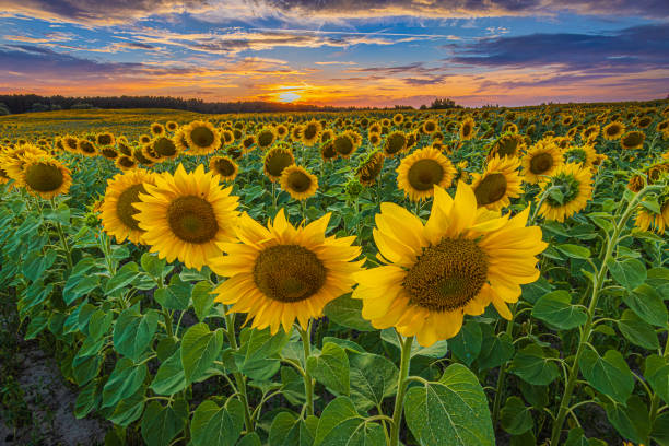 istock Sunset with clouds with summer mood and sunflowers 1833222663