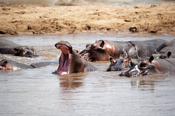 istock Serengeti Tanzania 183322330
