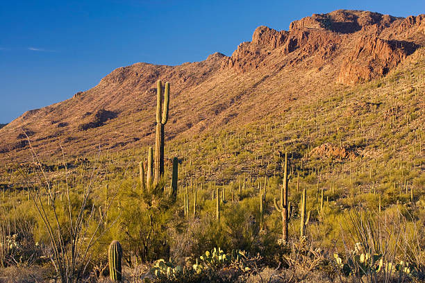 istock Arizona Desert Vegetation on Hillside 183322445