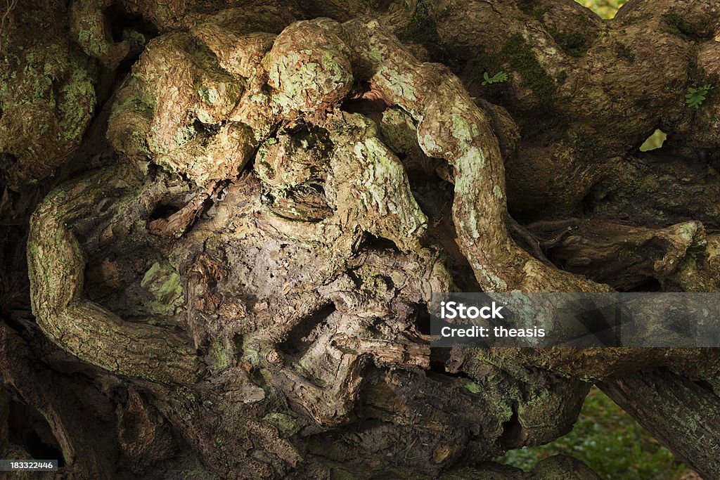 Twisted radici - Foto stock royalty-free di Albero