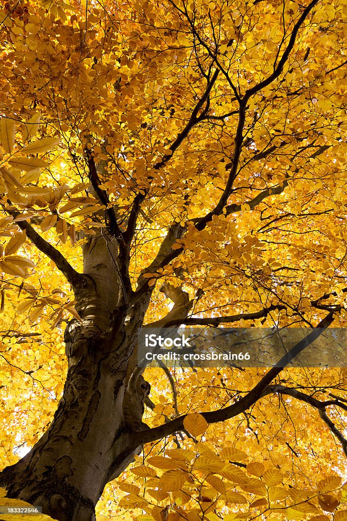 Colorido Árbol de haya en el bosque de otoño - Foto de stock de Aire libre libre de derechos
