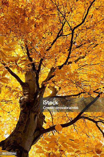 Colorido Árbol De Haya En El Bosque De Otoño Foto de stock y más banco de imágenes de Aire libre - Aire libre, Aislado, Alemania