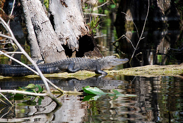 istock American Alligator in Swamp 183322665