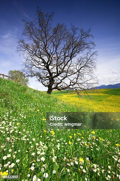 Bavarese Primavera Prato Con Margherita E Dente Di Leone - Fotografie stock e altre immagini di Agricoltura