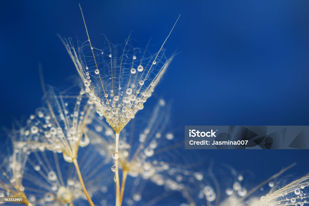 Löwenzahn Samen mit Wassertropfen - Lizenzfrei Löwenzahn - Korbblütler Stock-Foto