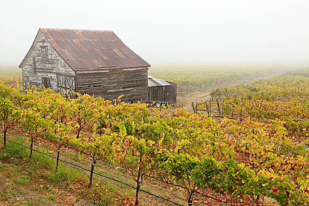 california weinberg in nebel - california napa valley vineyard farmhouse stock-fotos und bilder