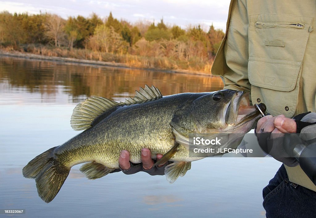 Grand la bouche Bass - Photo de Achigan à grande bouche libre de droits