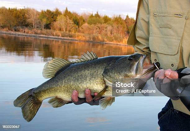 Photo libre de droit de Grand La Bouche Bass banque d'images et plus d'images libres de droit de Achigan à grande bouche - Achigan à grande bouche, Pêche - Activité de plein air, Automne