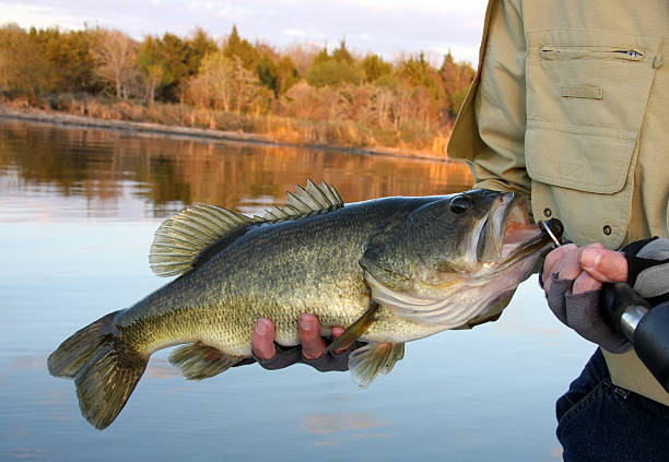 istock Large Mouth Bass 183323067