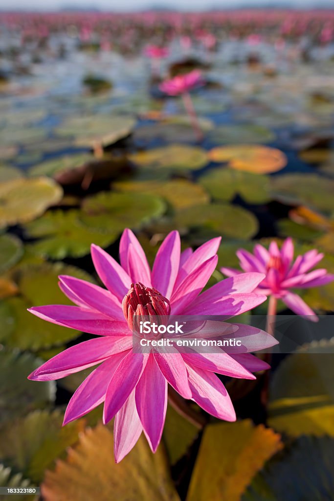 Rosso ninfee in un lago. - Foto stock royalty-free di Acqua