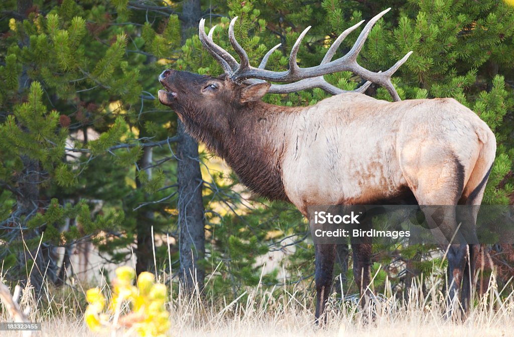 Bull River Elk Bugling-Yellowstone National Park - Lizenzfrei Bulle - Männliches Tier Stock-Foto