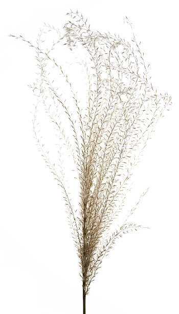 Japanese Pampas Grass isolated stock photo