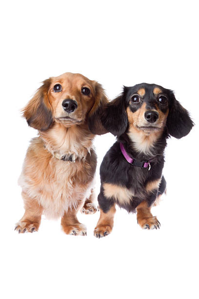 istock Two Long Hair Dachshund Puppies 183324246